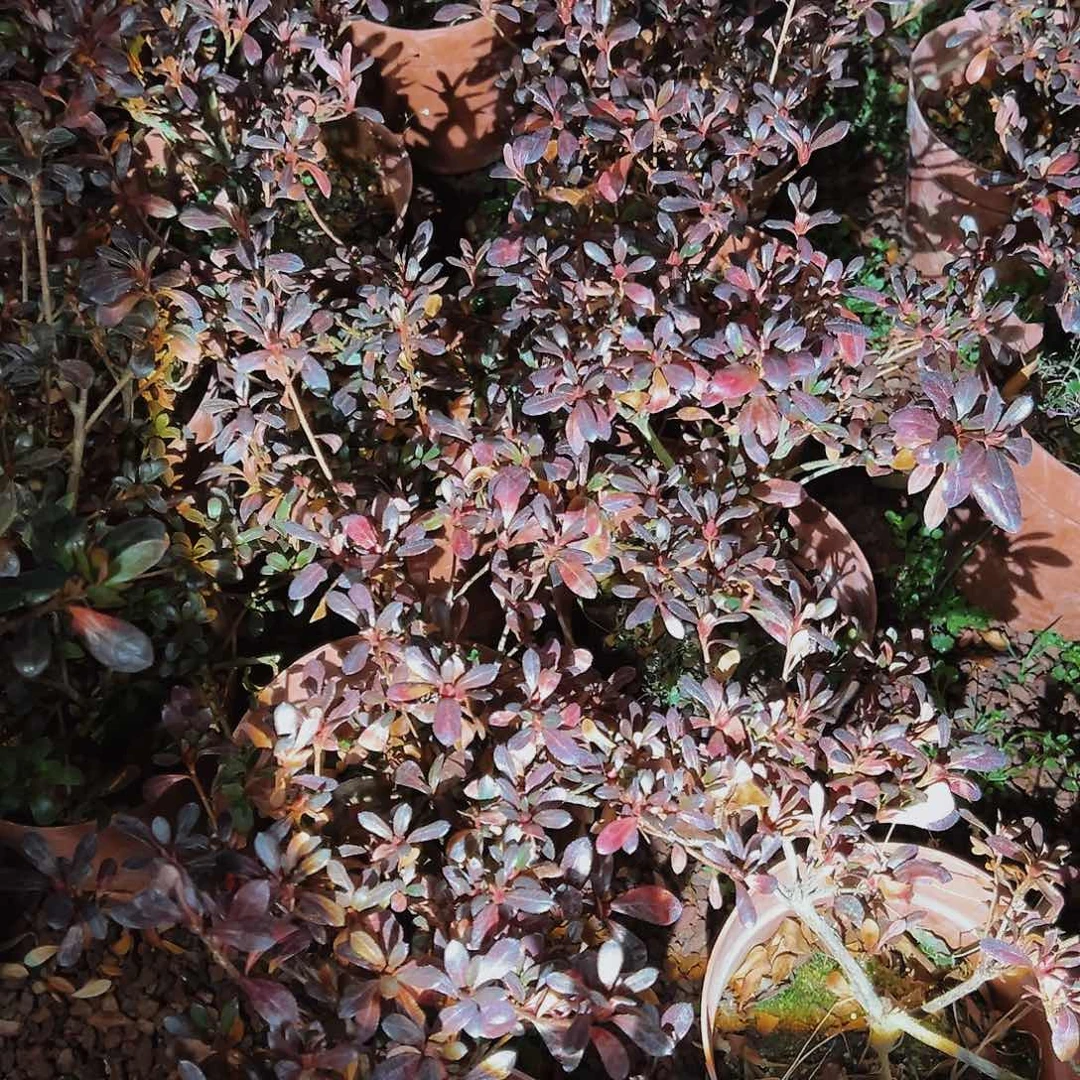 盆景皋月杜鹃祝星