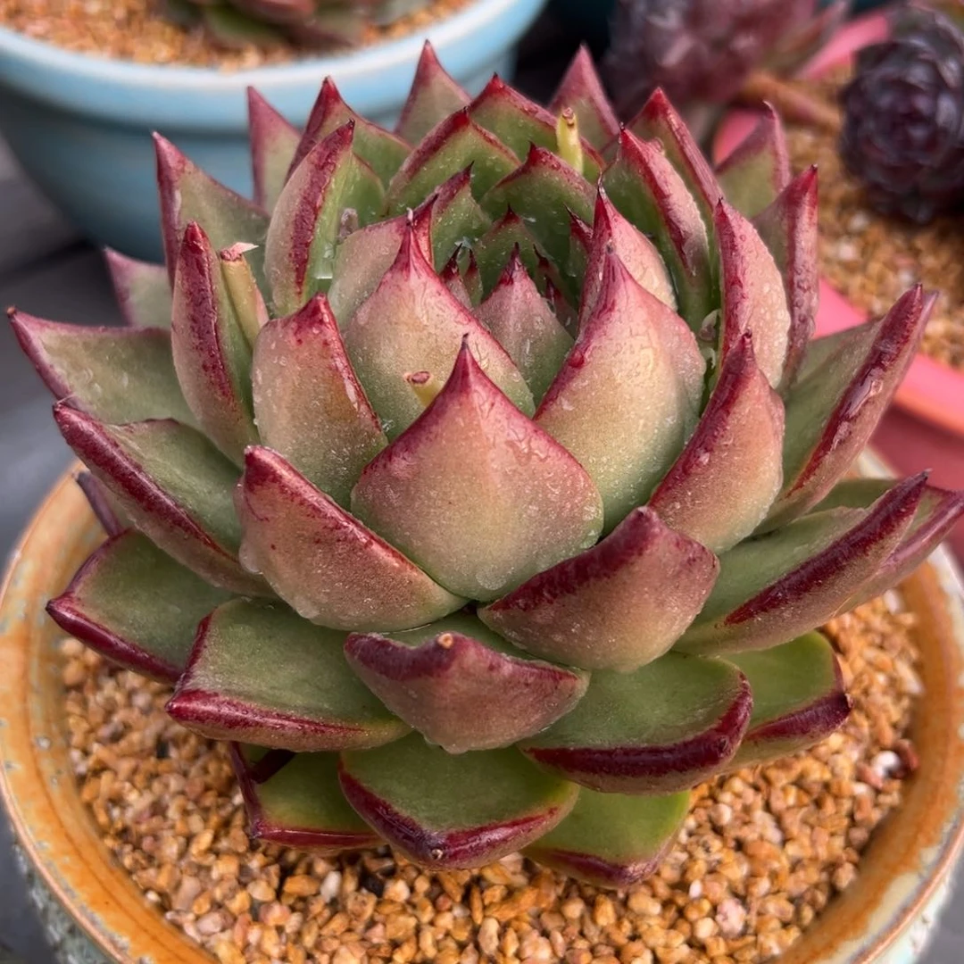 多肉一物一拍0215-195