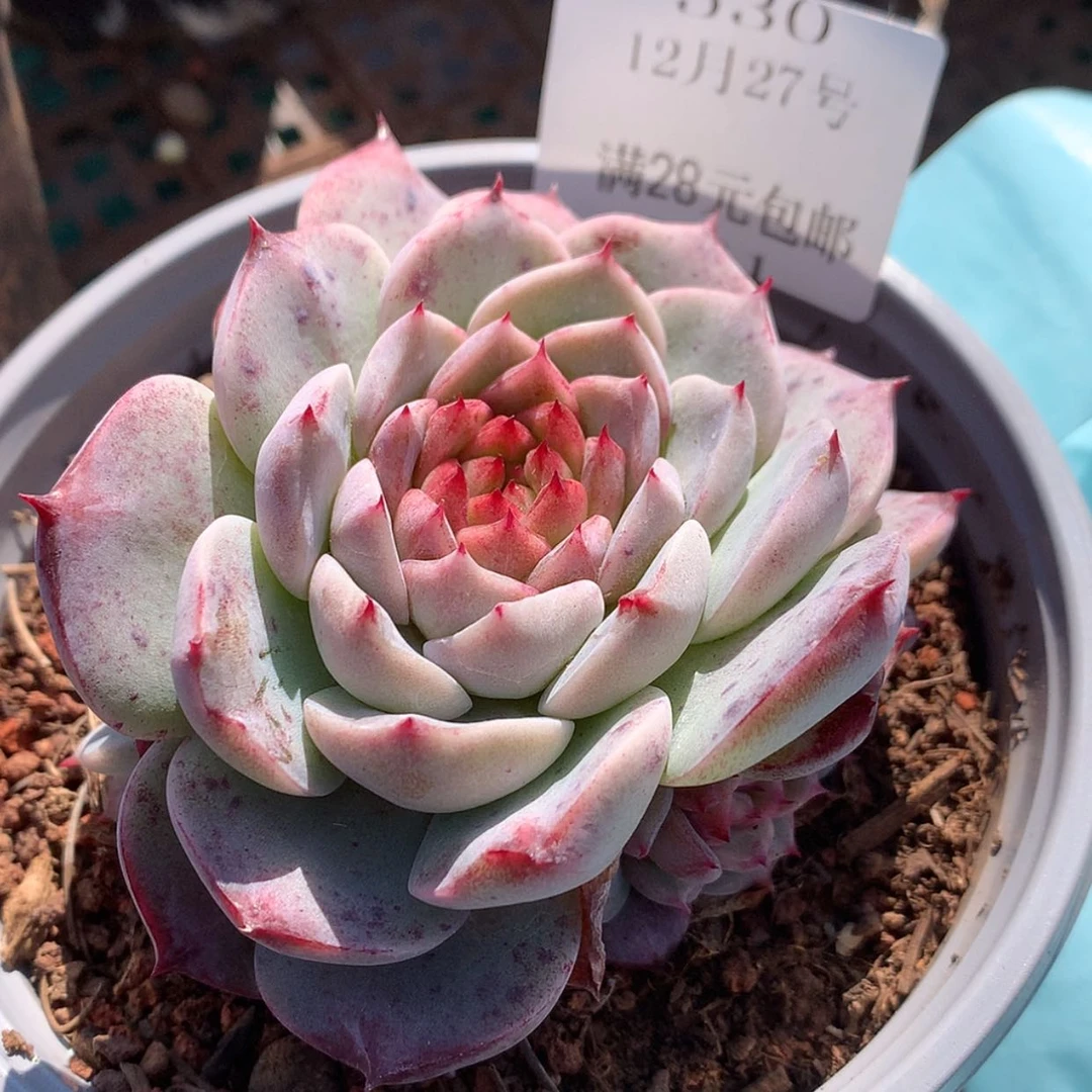 【闪购商品】云530号