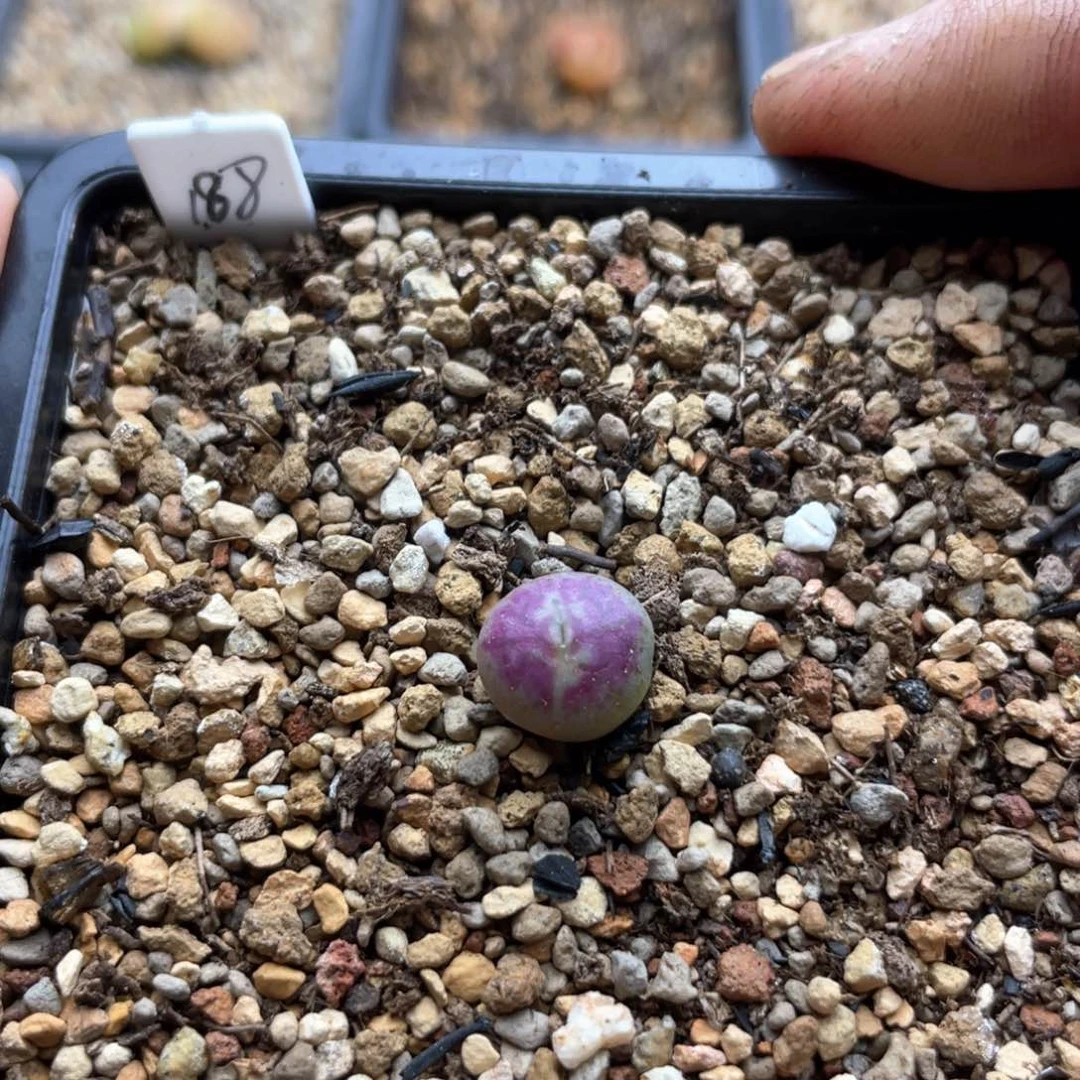 多肉单头优选铅笔画杂交一棵