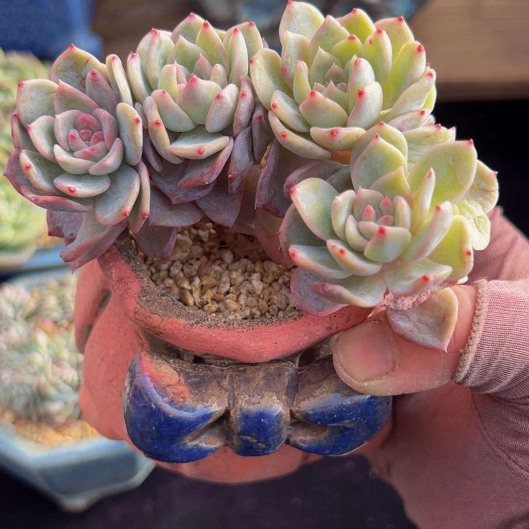 粉钻 新年快乐 新年快乐