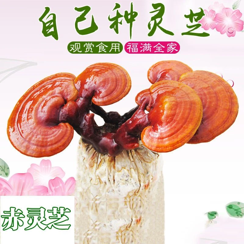 蘑菇菌包灵芝菌种食用菌灵芝盆栽菌类种植家庭趣味养殖