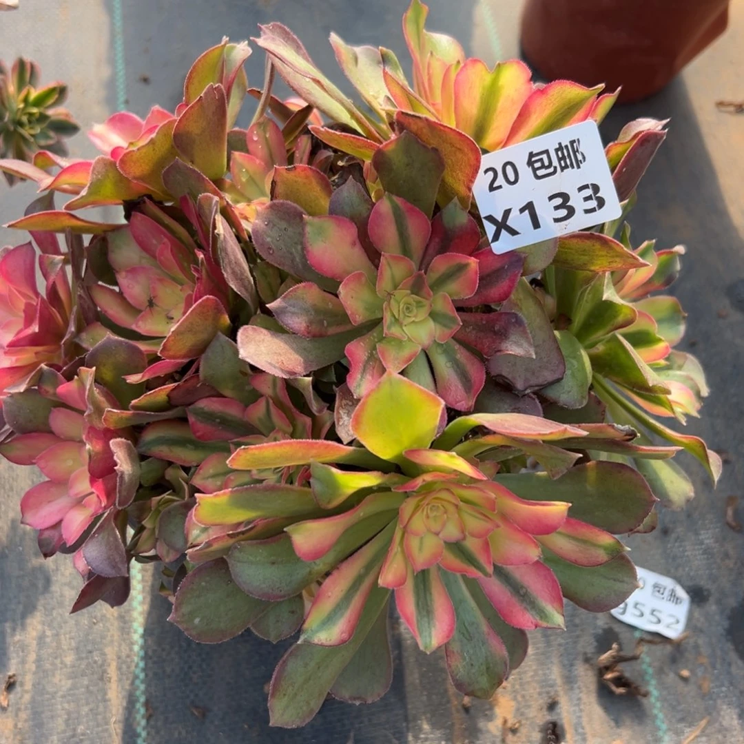 133香妃，满20包邮