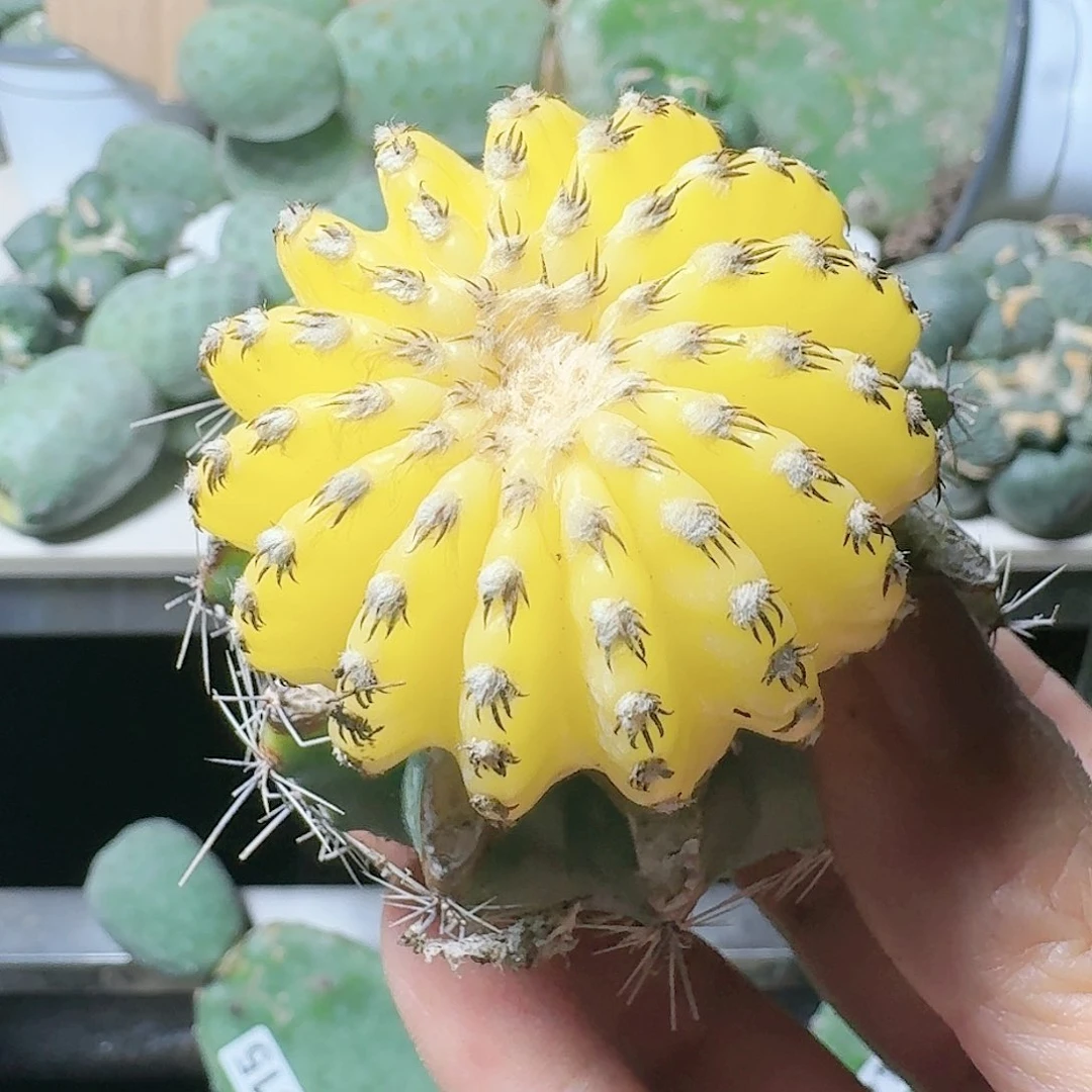 【闪购商品】无花朵龟*人奇特球锦