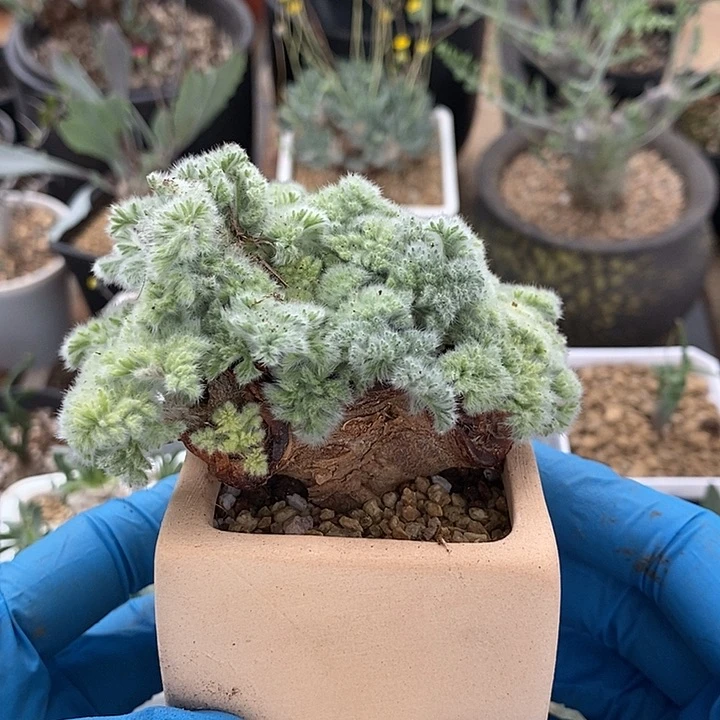 832羽叶洋葵带盆一一一一