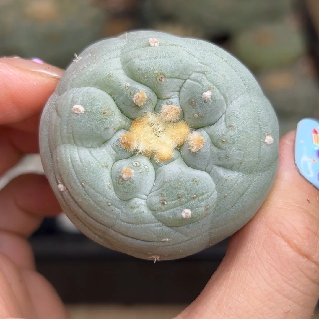 472 有根 仙人球的世界