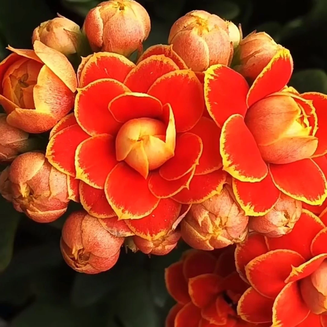 金狐狸80小盆长寿花重瓣大花