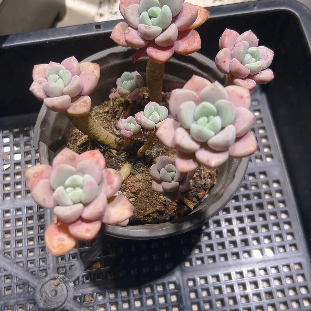 花斑鹿2356785422457花