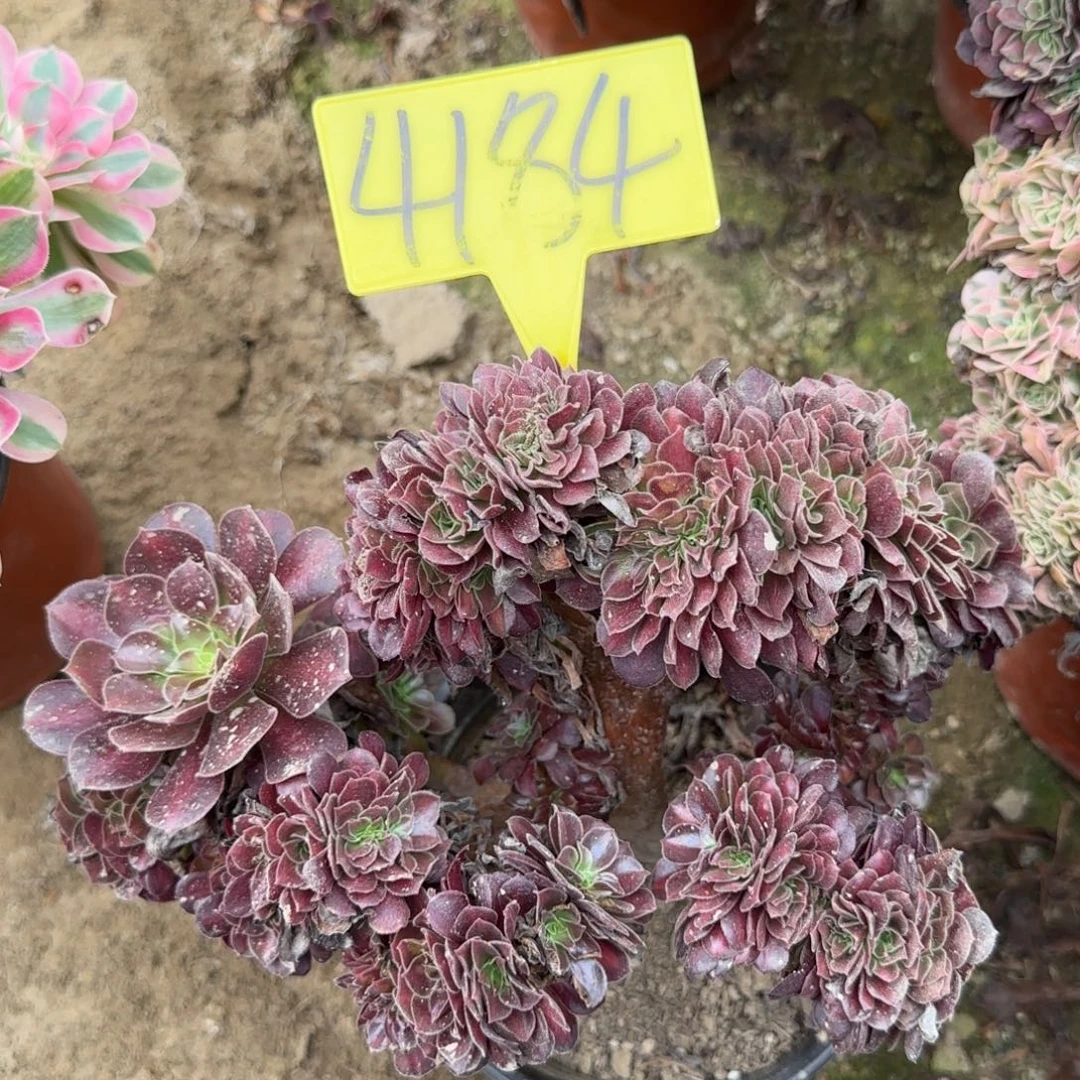 4184---多头多肉花纳缀