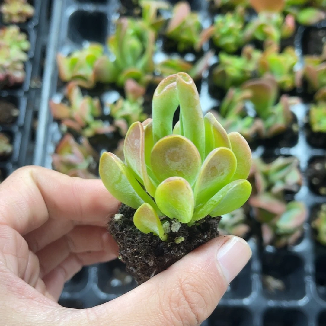 精品火狐狸多肉植物