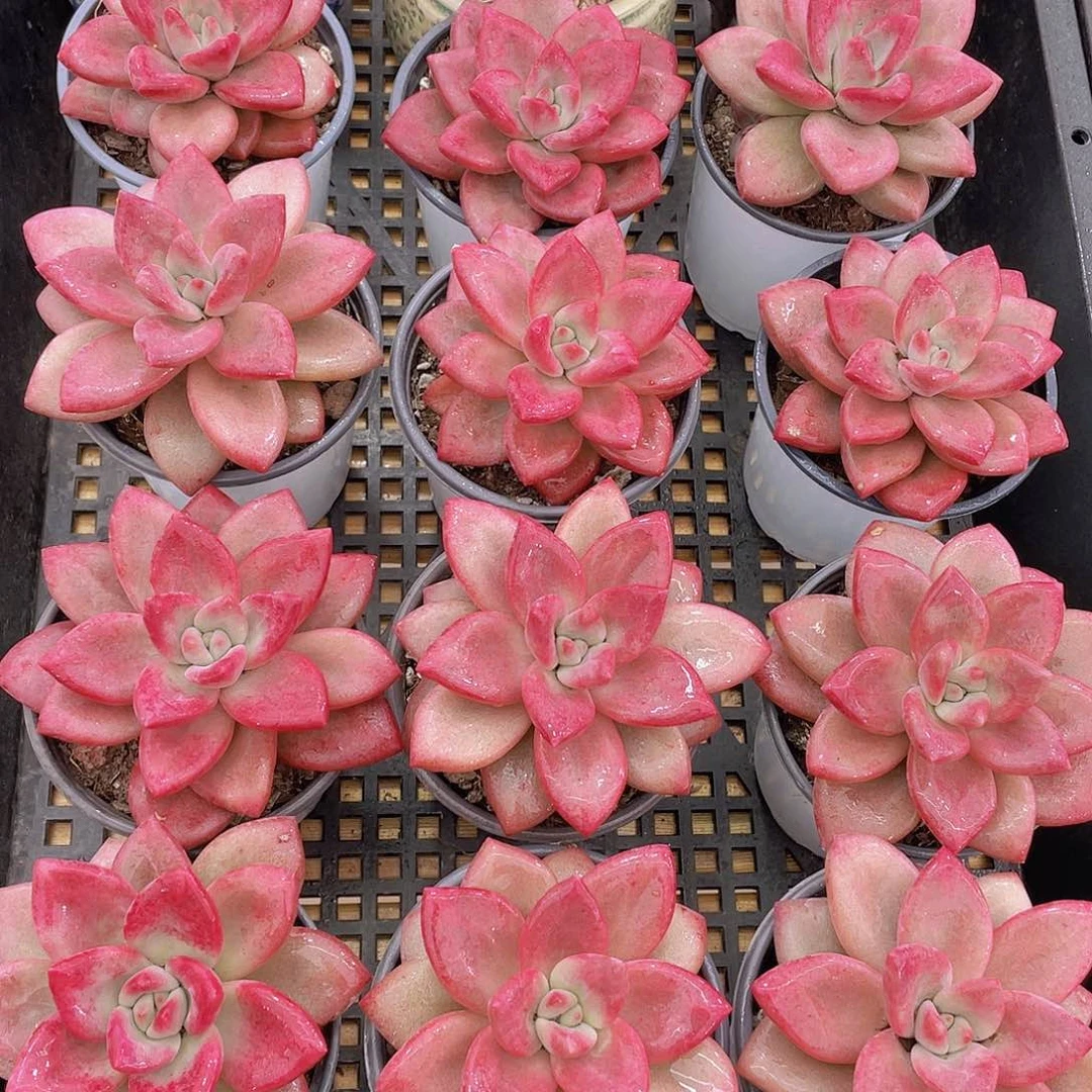 量拍70号 赫菲斯托大单头一个