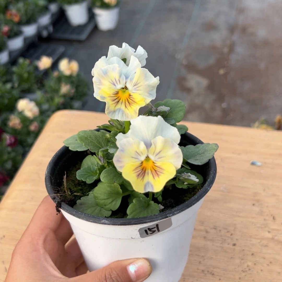 红陶抖音直播闪拍151