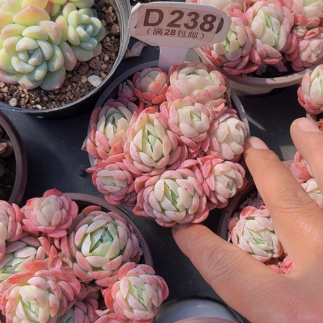 D238贝瑞一物一拍