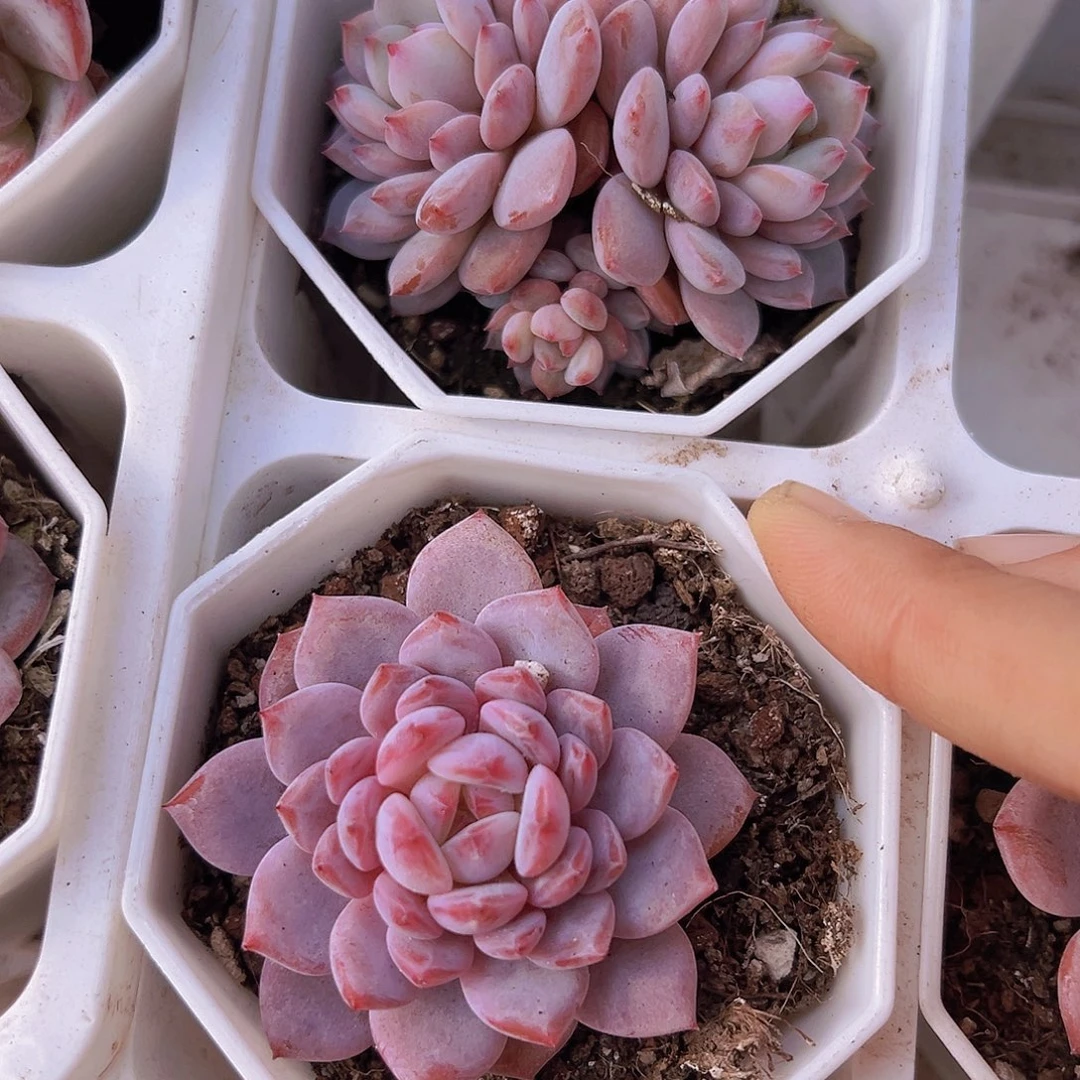 星星橙1单1双多肉