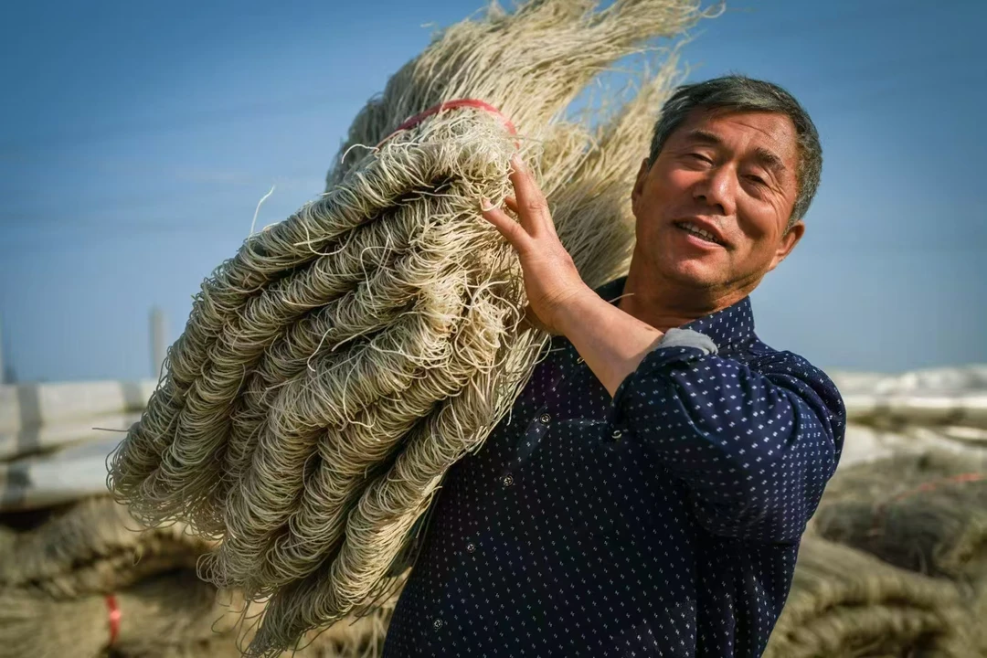 三原鲁桥大口井王文纯红薯粉条【京东发货】