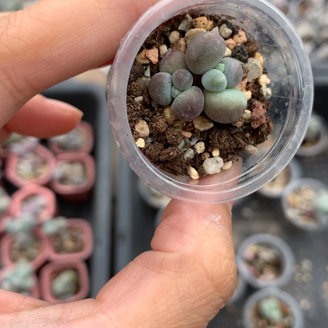 巧克力奶酪多肉带盆