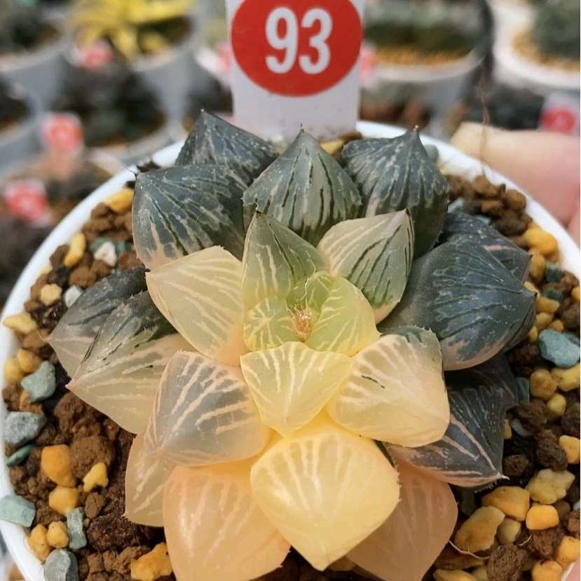 【闪购商品】93玉潭锦