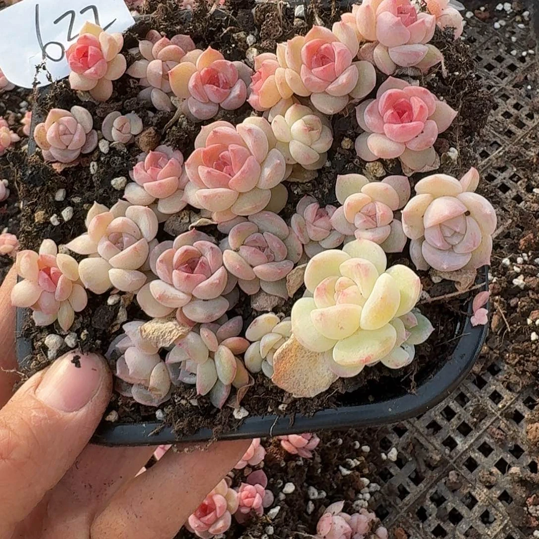 杂交新品珍妮多肉632