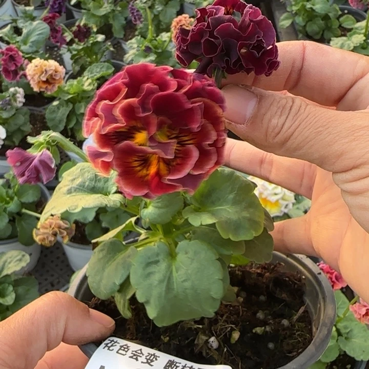 w***！无花朵M207角堇小苗一物一拍默认苗晃