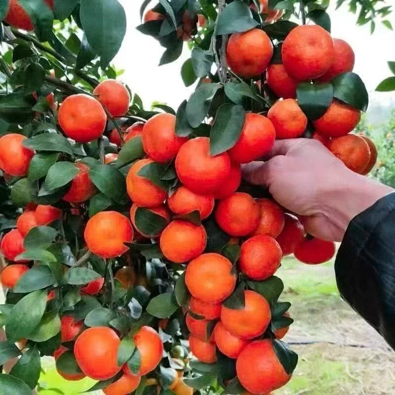 正宗嫁接无籽砂糖橘苗地栽无核金秋沙糖桔南方北方果树苗当年结果