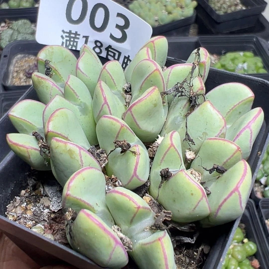 【闪购商品】 003。