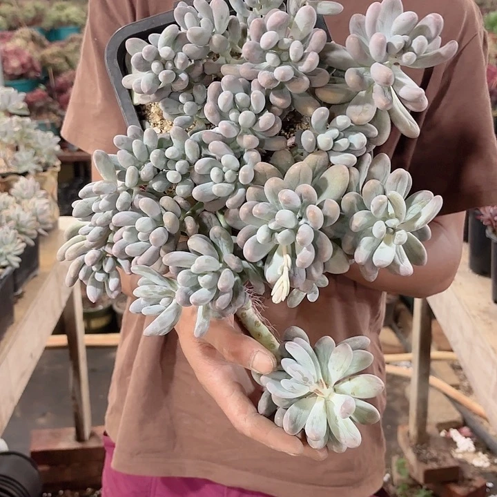 汤圆大群老桩多肉