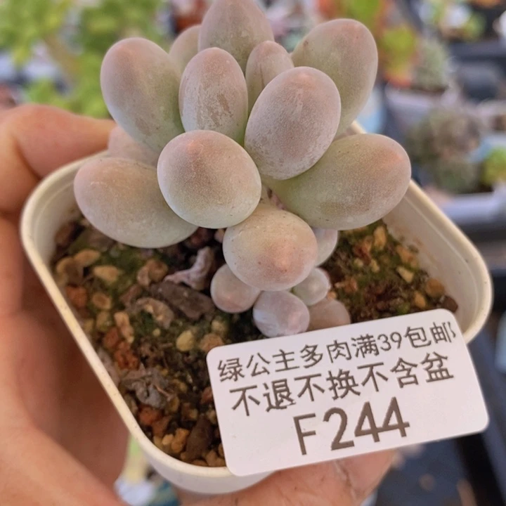 手指奶5cm244多肉植物