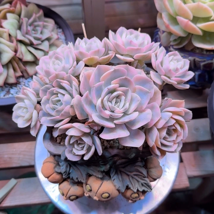 锦z z z z z z z z z z z z z x