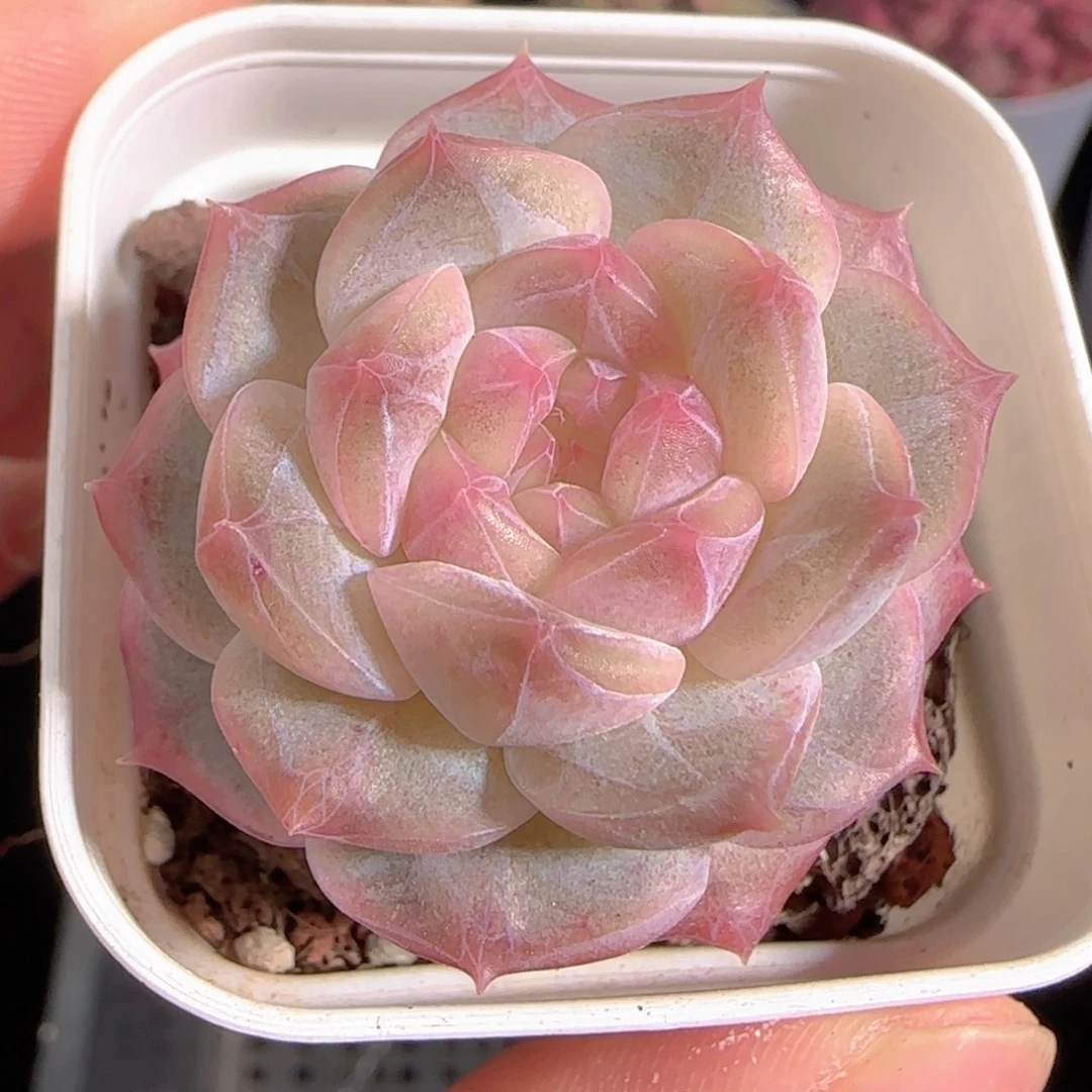 多肉1230-55福利福利