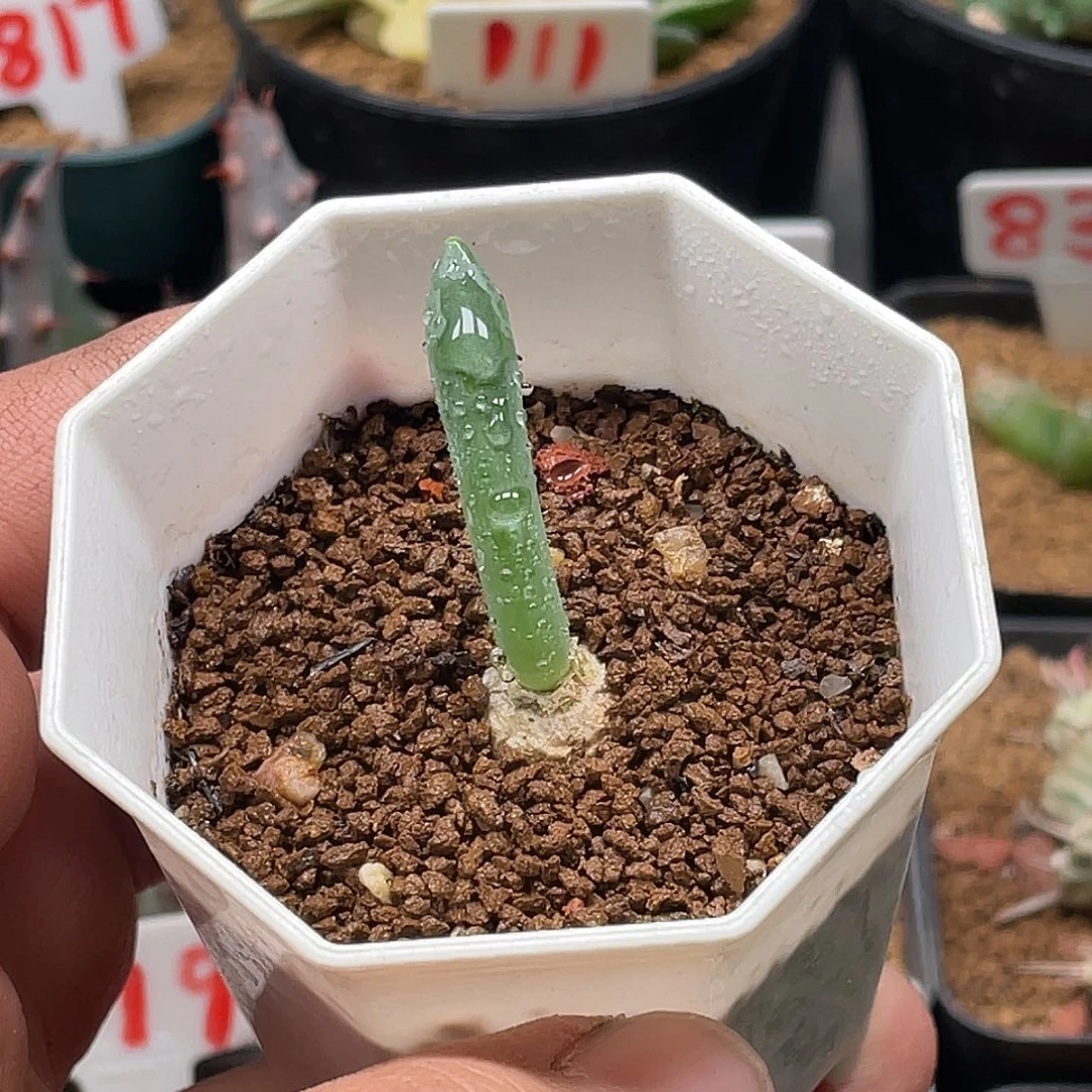 实生金箍棒弹簧草 带盆土包邮