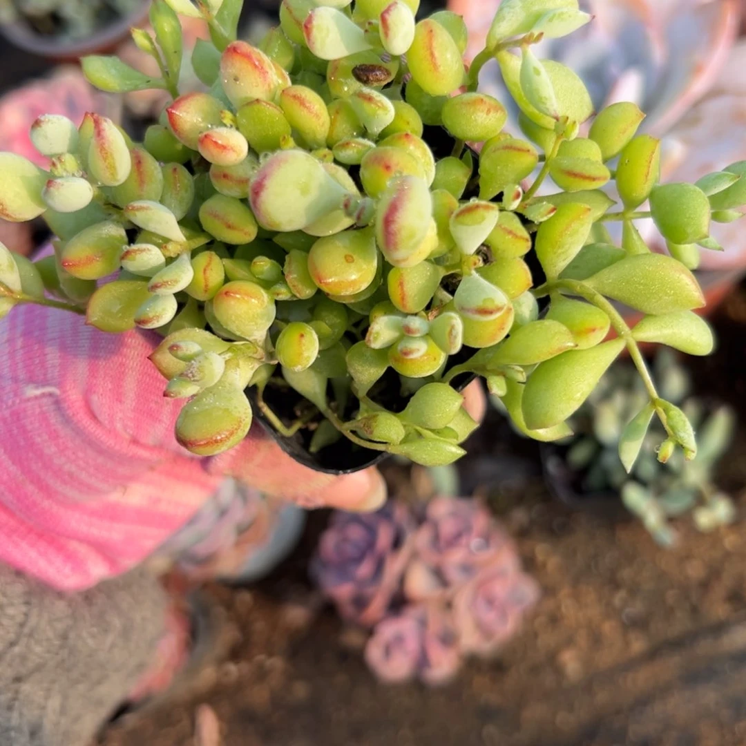 达摩福娘多破四座无言星欲稀植物植物