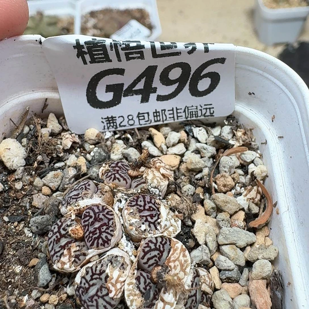 多肉植物的润泽额fg