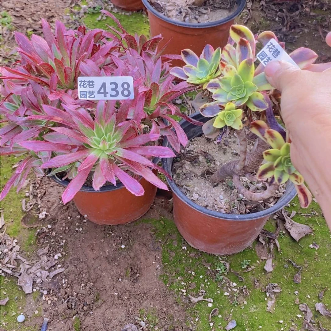 438+439 号一物一拍多肉植物