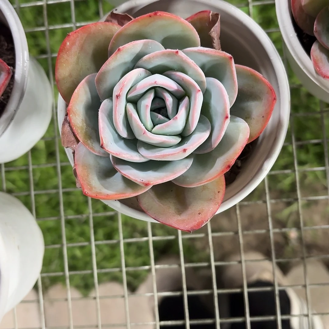 布鲁蓝大单头12㎝盆参考