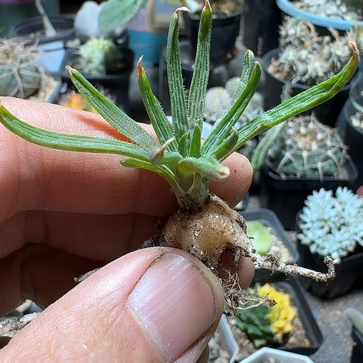 841块根寿脱土发货