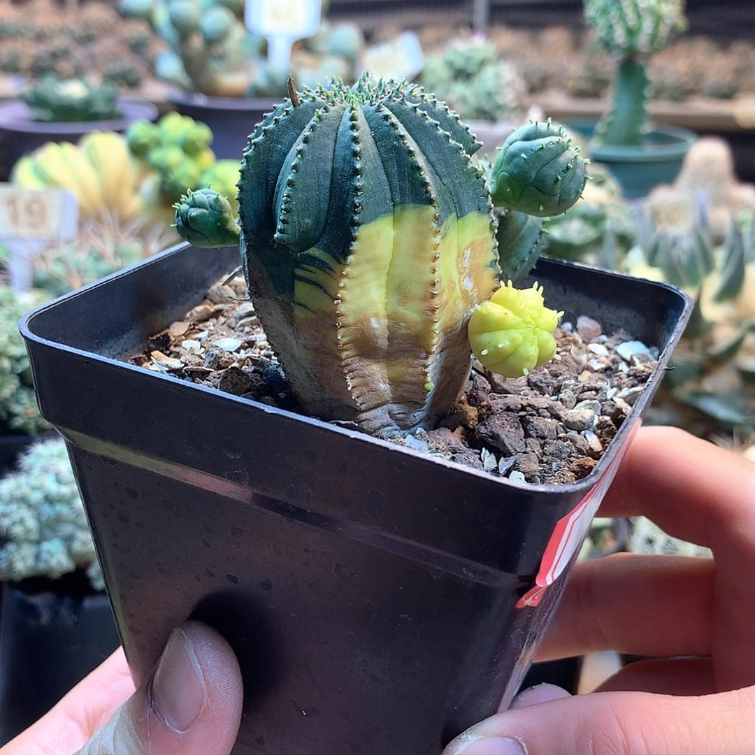 自根布纹球锦