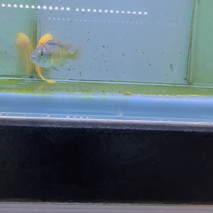 海水1145厚皮。