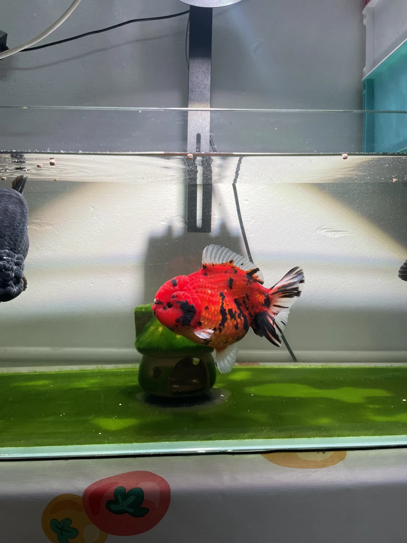 直播链-兰寿泰狮玛丽金鱼泡沫箱打包袋套装 观赏鱼用品