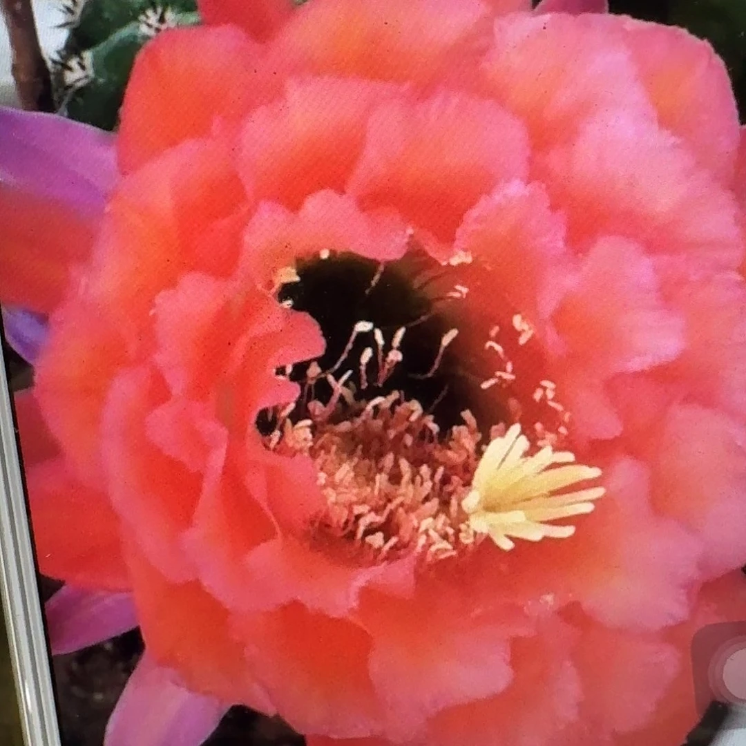 xt 侧芽5公分左右毛花柱短刺