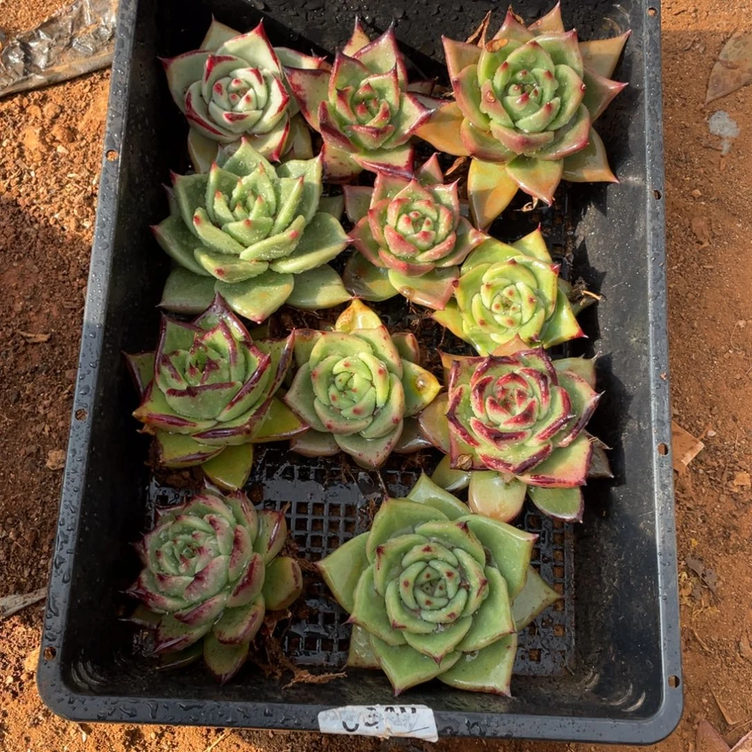 无花朵若如东云单拍B457