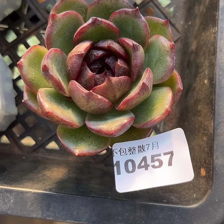 阿雅园艺。    10457
