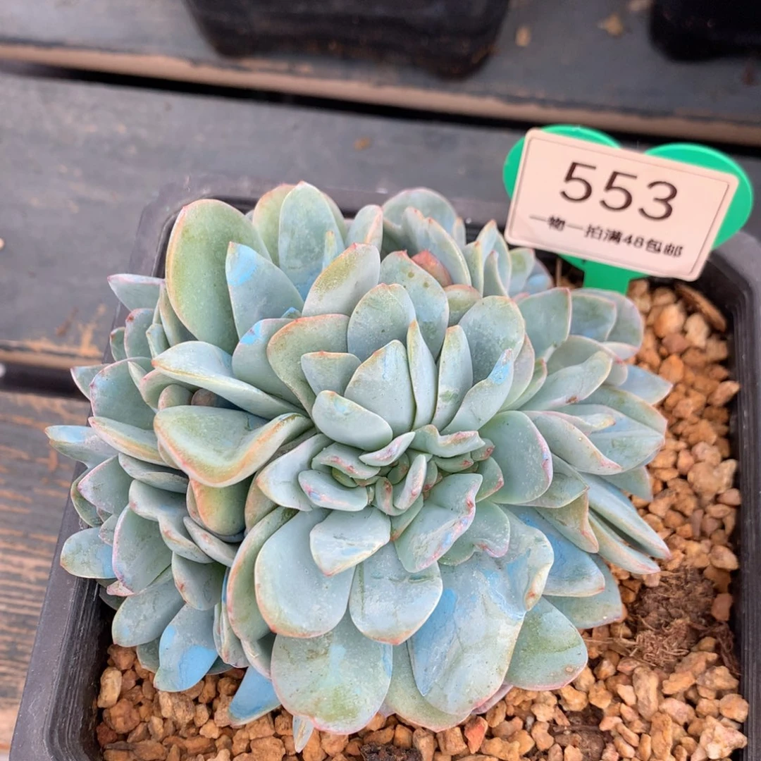 小***、布鲁蓝缀化一物一拍553