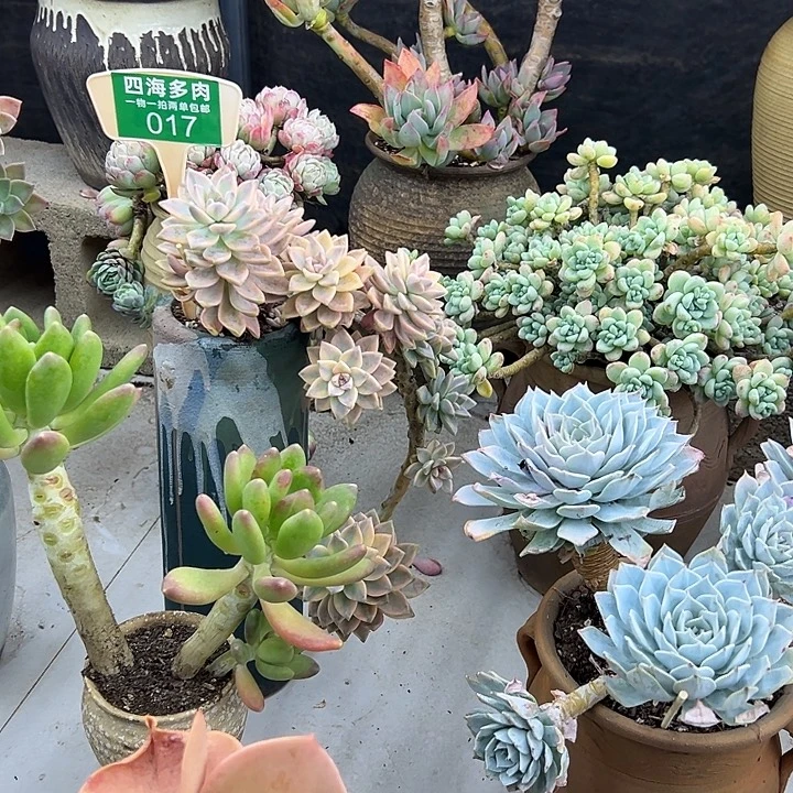 萌***心淡雪多肉植物提取017