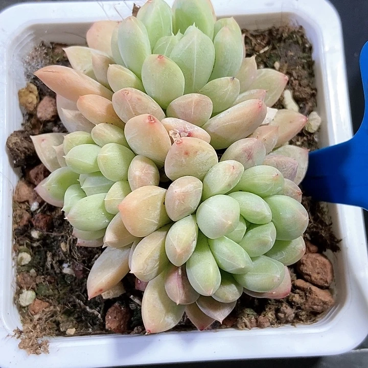 多肉植物百达翡翠6154