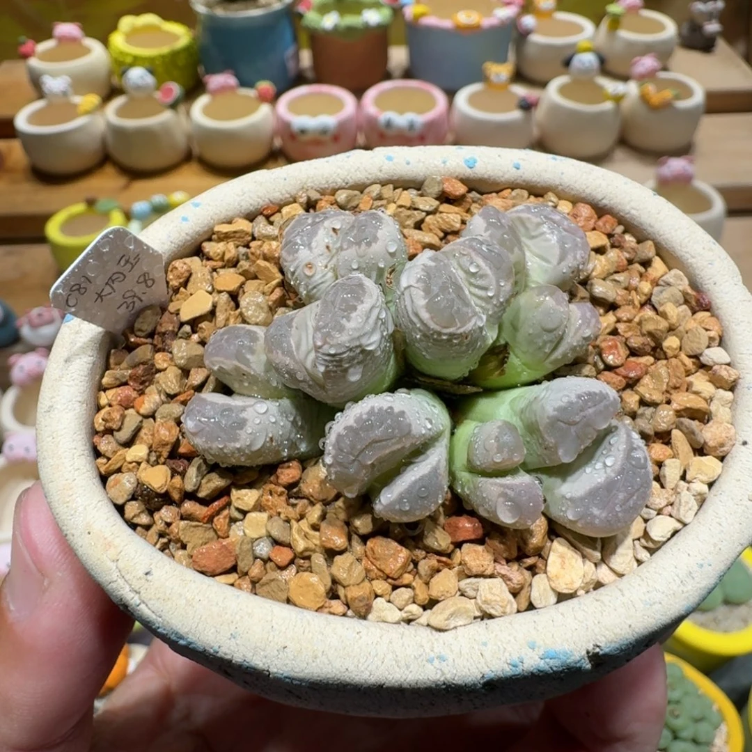 蘑菇1301大内玉多肉植物