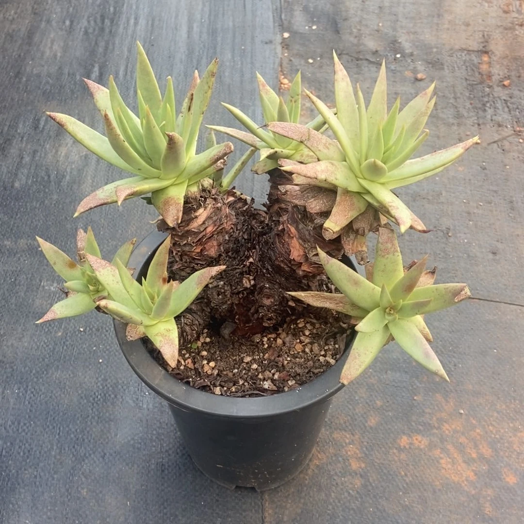 伊静思多肉植物啦啦啦