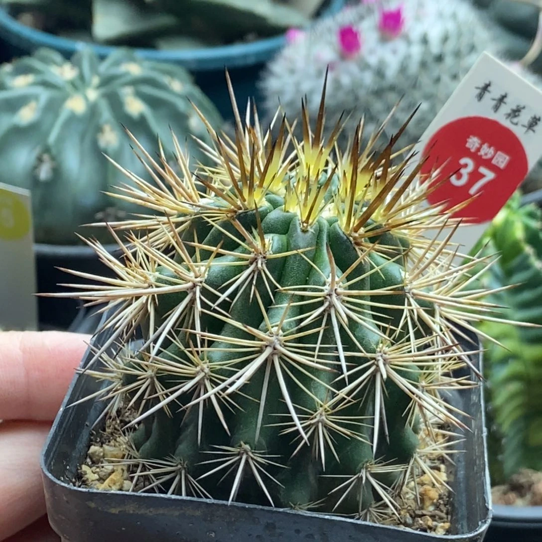 实生强刺逆龙丸5.2cm