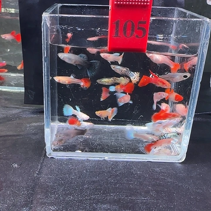 孔雀鱼105号，30条