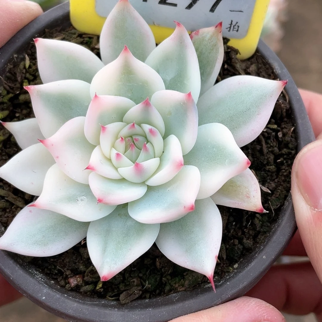 【闪购商品】1297号