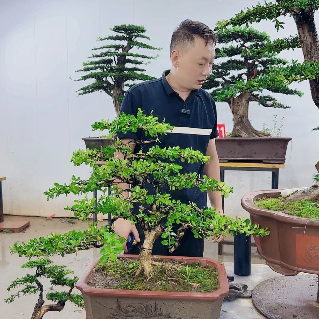 无花朵盆景园林……